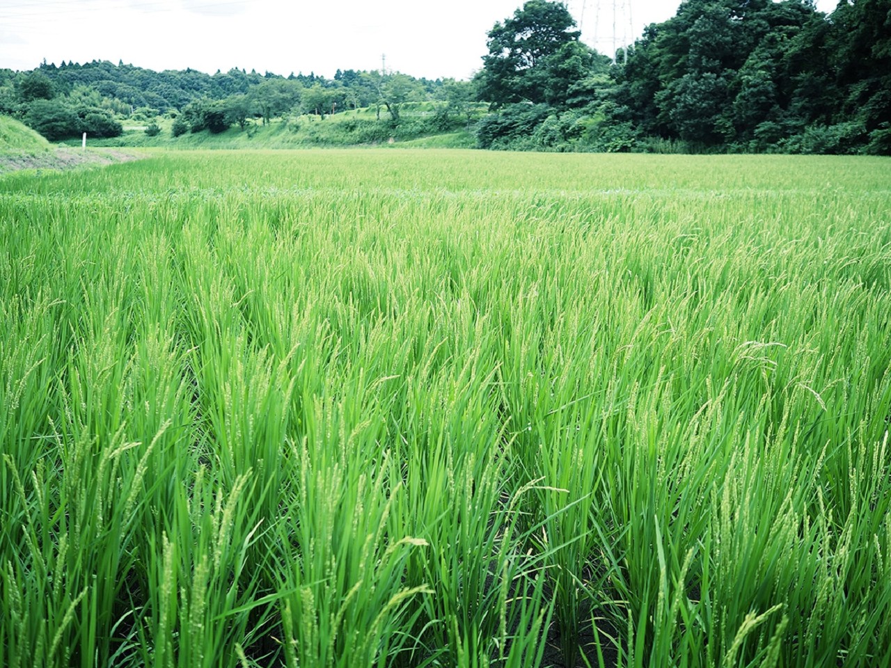 視覺盛宴——簡約大氣的白酒包裝設計
