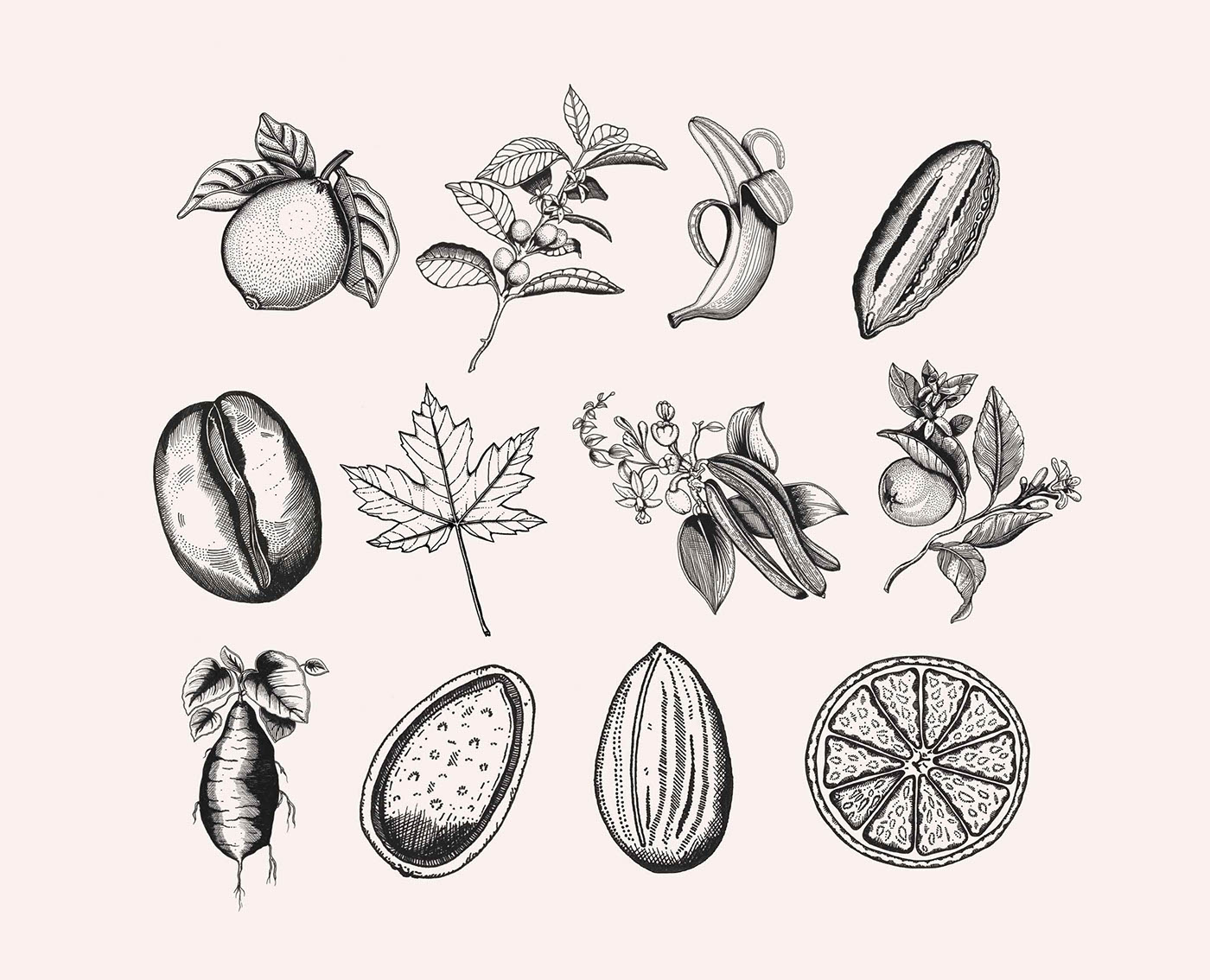 早餐燕麥食品包裝插畫