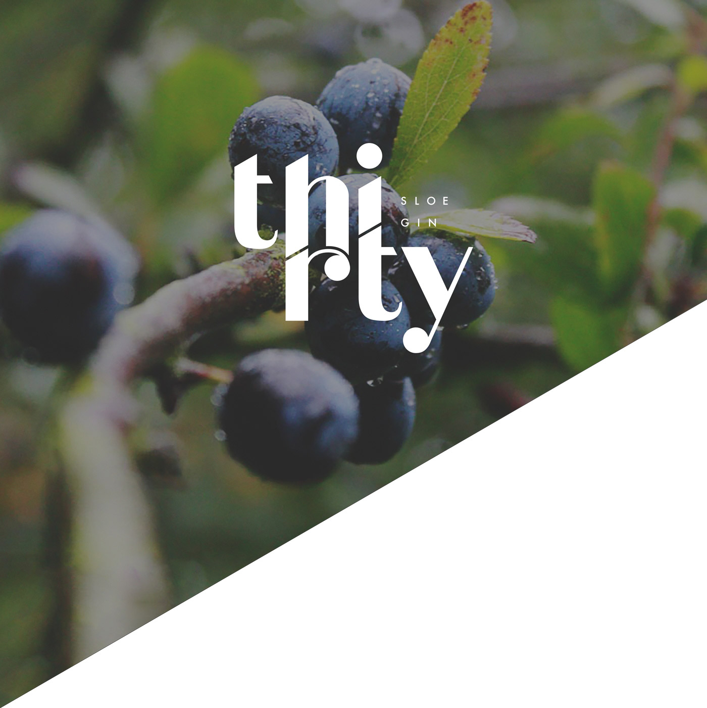 松子酒創意包裝設計1